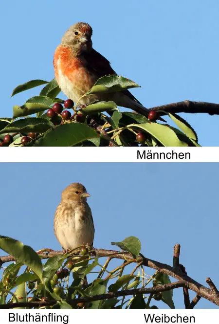 Männchen Bluthänfling Weibchen