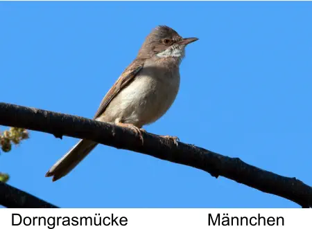 Dorngrasmücke Männchen