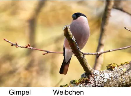 Gimpel Weibchen