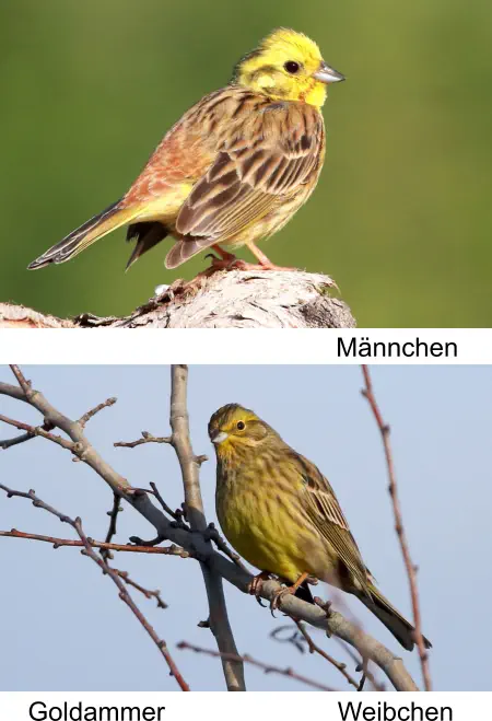 Goldammer Männchen Weibchen