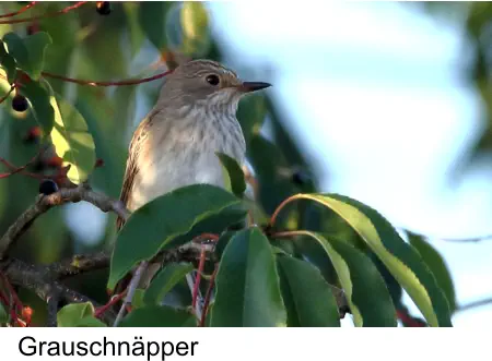 Grauschnäpper