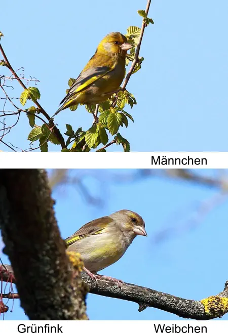 Grünfink Männchen Weibchen