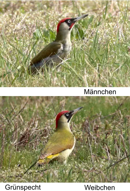 Grünspecht Männchen Weibchen