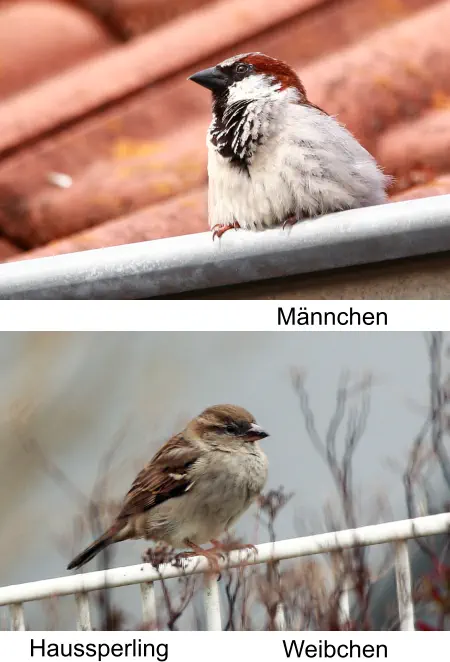 Haussperling Männchen Weibchen