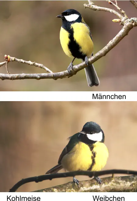 Kohlmeise Männchen Weibchen