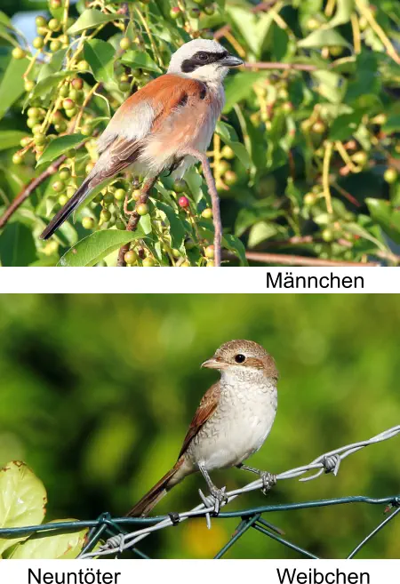 Neuntöter Männchen Weibchen