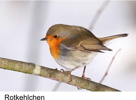 Rotkehlchen