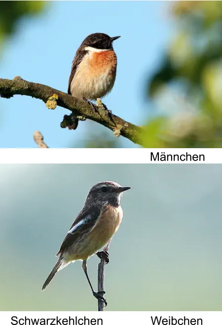 Schwarzkehlchen Männchen Weibchen