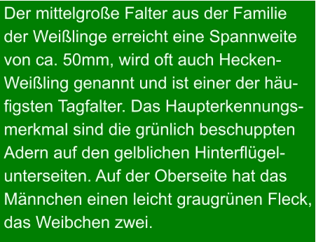 Der mittelgroße Falter aus der Familie der Weißlinge erreicht eine Spannweite von ca. 50mm, wird oft auch Hecken- Weißling genannt und ist einer der häu- figsten Tagfalter. Das Haupterkennungs- merkmal sind die grünlich beschuppten Adern auf den gelblichen Hinterflügel- unterseiten. Auf der Oberseite hat das Männchen einen leicht graugrünen Fleck, das Weibchen zwei.