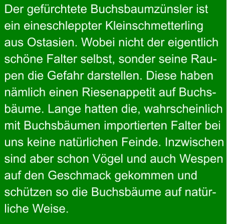 Der gefürchtete Buchsbaumzünsler ist  ein eineschleppter Kleinschmetterling aus Ostasien. Wobei nicht der eigentlich  schöne Falter selbst, sonder seine Rau- pen die Gefahr darstellen. Diese haben  nämlich einen Riesenappetit auf Buchs- bäume. Lange hatten die, wahrscheinlich mit Buchsbäumen importierten Falter bei uns keine natürlichen Feinde. Inzwischen sind aber schon Vögel und auch Wespen auf den Geschmack gekommen und  schützen so die Buchsbäume auf natür- liche Weise.