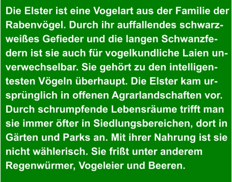 Die Elster ist eine Vogelart aus der Familie der  Rabenvögel. Durch ihr auffallendes schwarz- weißes Gefieder und die langen Schwanzfe- dern ist sie auch für vogelkundliche Laien un- verwechselbar. Sie gehört zu den intelligen- testen Vögeln überhaupt. Die Elster kam ur- sprünglich in offenen Agrarlandschaften vor.  Durch schrumpfende Lebensräume trifft man  sie immer öfter in Siedlungsbereichen, dort in  Gärten und Parks an. Mit ihrer Nahrung ist sie  nicht wählerisch. Sie frißt unter anderem  Regenwürmer, Vogeleier und Beeren.