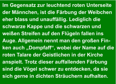 Im Gegensatz zur leuchtend roten Unterseite der Männchen, ist die Färbung der Weibchen eher blass und unauffällig. Lediglich die  schwarze Kappe und die schwarzen und  weißen Streifen auf den Flügeln fallen ins  Auge. Allgemein nennt man den großen Fin- ken auch „Dompfaff“, wobei der Name auf die roten Talare der Geistlichen in der Kirche  anspielt. Trotz dieser auffallenden Färbung  sind die Vögel schwer zu entdecken, da sie  sich gerne in dichten Sträuchern aufhalten.