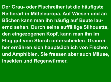 Der Grau- oder Fischreiher ist die häufigste Reiherart in Mitteleuropa. Auf Wiesen und an Bächen kann man ihn häufig auf Beute lau- ernd sehen. Durch seine auffällige Silhouette,  den eingezogenen Kopf, kann man ihn im  Flug gut vom Storch unterscheiden. Graurei- her ernähren sich hauptsächlich von Fischen  und Amphibien. Sie fressen aber auch Mäuse,  Insekten und Regenwürmer.