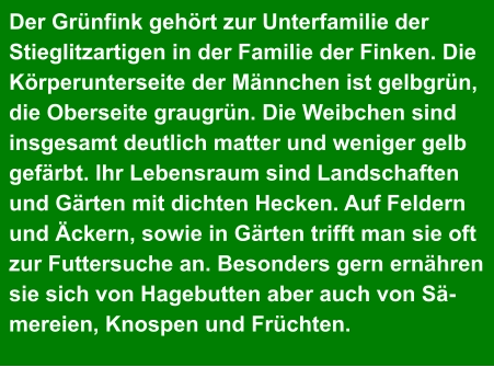 Der Grünfink gehört zur Unterfamilie der  Stieglitzartigen in der Familie der Finken. Die  Körperunterseite der Männchen ist gelbgrün,  die Oberseite graugrün. Die Weibchen sind  insgesamt deutlich matter und weniger gelb  gefärbt. Ihr Lebensraum sind Landschaften  und Gärten mit dichten Hecken. Auf Feldern  und Äckern, sowie in Gärten trifft man sie oft  zur Futtersuche an. Besonders gern ernähren  sie sich von Hagebutten aber auch von Sä- mereien, Knospen und Früchten.