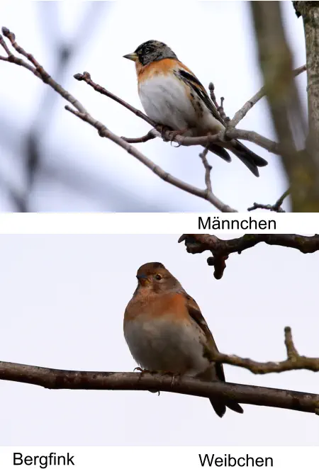 Bergfink Männchen Weibchen