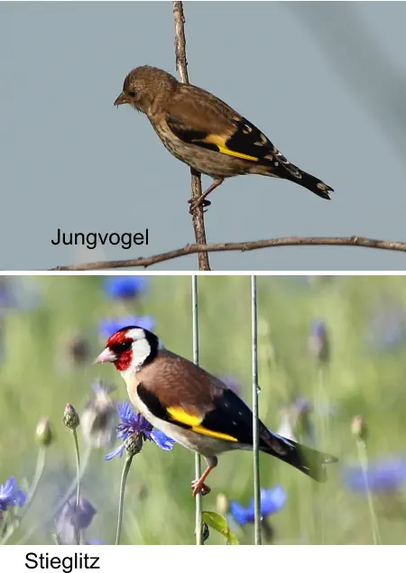 Stieglitz Jungvogel