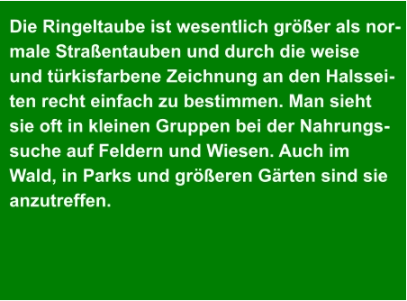 Die Ringeltaube ist wesentlich größer als nor- male Straßentauben und durch die weise  und türkisfarbene Zeichnung an den Halssei- ten recht einfach zu bestimmen. Man sieht  sie oft in kleinen Gruppen bei der Nahrungs- suche auf Feldern und Wiesen. Auch im  Wald, in Parks und größeren Gärten sind sie  anzutreffen.