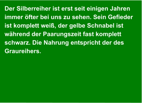 Der Silberreiher ist erst seit einigen Jahren immer öfter bei uns zu sehen. Sein Gefieder  ist komplett weiß, der gelbe Schnabel ist  während der Paarungszeit fast komplett  schwarz. Die Nahrung entspricht der des  Graureihers.