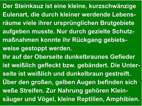 Der Steinkauz ist eine kleine, kurzschwänzige Eulenart, die durch kleiner werdende Lebens- räume viele ihrer ursprünglichen Brutgebiete aufgeben musste. Nur durch gezielte Schutz- maßnahmen konnte ihr Rückgang gebiets- weise gestoppt werden.  Ihr auf der Oberseite dunkelbraunes Gefieder ist weißlich gefleckt bzw. gebändert. Die Unter- seite ist weißlich und dunkelbraun gestreift.  Über den großen, gelben Augen befinden sich weße Streifen. Zur Nahrung gehören Klein- säuger und Vögel, kleine Reptilien, Amphibien.