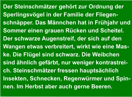 Der Steinschmätzer gehört zur Ordnung der Sperlingsvögel in der Familie der Fliegen- schnäpper. Das Männchen hat in Frühjahr und Sommer einen grauen Rücken und Scheitel.  Der schwarze Augenstreif, der sich auf den  Wangen etwas verbreitert, wirkt wie eine Mas- ke. Die Flügel sind schwarz. Die Weibchen  sind ähnlich gefärbt, nur weniger kontrastrei- ch. Steinschmätzer fressen hauptsächlich  Insekten, Schnecken, Regenwürmer und Spin- nen. Im Herbst aber auch gerne Beeren.