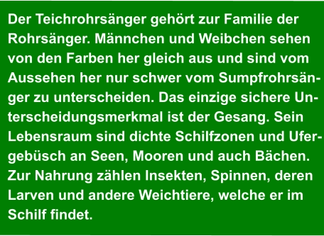 Der Teichrohrsänger gehört zur Familie der  Rohrsänger. Männchen und Weibchen sehen  von den Farben her gleich aus und sind vom  Aussehen her nur schwer vom Sumpfrohrsän- ger zu unterscheiden. Das einzige sichere Un- terscheidungsmerkmal ist der Gesang. Sein  Lebensraum sind dichte Schilfzonen und Ufer- gebüsch an Seen, Mooren und auch Bächen.  Zur Nahrung zählen Insekten, Spinnen, deren  Larven und andere Weichtiere, welche er im  Schilf findet.