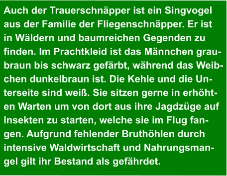 Auch der Trauerschnäpper ist ein Singvogel  aus der Familie der Fliegenschnäpper. Er ist  in Wäldern und baumreichen Gegenden zu  finden. Im Prachtkleid ist das Männchen grau- braun bis schwarz gefärbt, während das Weib- chen dunkelbraun ist. Die Kehle und die Un- terseite sind weiß. Sie sitzen gerne in erhöht- en Warten um von dort aus ihre Jagdzüge auf  Insekten zu starten, welche sie im Flug fan- gen. Aufgrund fehlender Bruthöhlen durch  intensive Waldwirtschaft und Nahrungsman- gel gilt ihr Bestand als gefährdet.