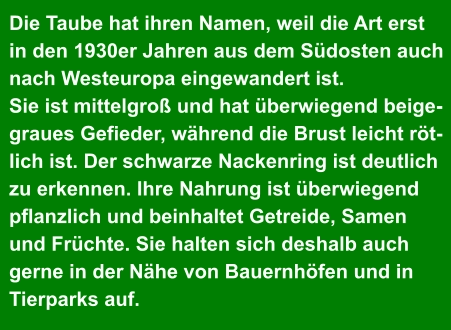 Die Taube hat ihren Namen, weil die Art erst  in den 1930er Jahren aus dem Südosten auch  nach Westeuropa eingewandert ist. Sie ist mittelgroß und hat überwiegend beige- graues Gefieder, während die Brust leicht röt- lich ist. Der schwarze Nackenring ist deutlich zu erkennen. Ihre Nahrung ist überwiegend pflanzlich und beinhaltet Getreide, Samen  und Früchte. Sie halten sich deshalb auch  gerne in der Nähe von Bauernhöfen und in  Tierparks auf.