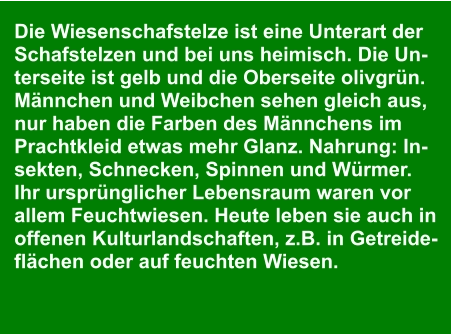 Die Wiesenschafstelze ist eine Unterart der  Schafstelzen und bei uns heimisch. Die Un- terseite ist gelb und die Oberseite olivgrün.  Männchen und Weibchen sehen gleich aus,  nur haben die Farben des Männchens im  Prachtkleid etwas mehr Glanz. Nahrung: In- sekten, Schnecken, Spinnen und Würmer. Ihr ursprünglicher Lebensraum waren vor  allem Feuchtwiesen. Heute leben sie auch in  offenen Kulturlandschaften, z.B. in Getreide- flächen oder auf feuchten Wiesen.