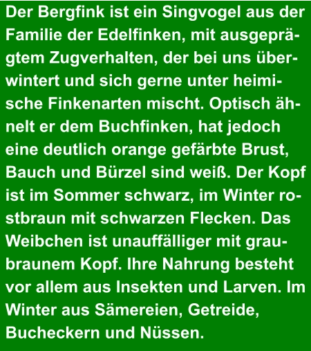 Der Bergfink ist ein Singvogel aus der  Familie der Edelfinken, mit ausgeprä- gtem Zugverhalten, der bei uns über- wintert und sich gerne unter heimi- sche Finkenarten mischt. Optisch äh- nelt er dem Buchfinken, hat jedoch  eine deutlich orange gefärbte Brust,  Bauch und Bürzel sind weiß. Der Kopf  ist im Sommer schwarz, im Winter ro- stbraun mit schwarzen Flecken. Das  Weibchen ist unauffälliger mit grau-  braunem Kopf. Ihre Nahrung besteht  vor allem aus Insekten und Larven. Im  Winter aus Sämereien, Getreide,  Bucheckern und Nüssen.