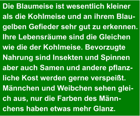 Die Blaumeise ist wesentlich kleiner  als die Kohlmeise und an ihrem Blau- gelben Gefieder sehr gut zu erkennen.  Ihre Lebensräume sind die Gleichen  wie die der Kohlmeise. Bevorzugte  Nahrung sind Insekten und Spinnen aber auch Samen und andere pflanz- liche Kost werden gerne verspeißt.  Männchen und Weibchen sehen glei- ch aus, nur die Farben des Männ- chens haben etwas mehr Glanz.