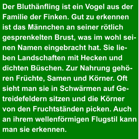 Der Bluthänfling ist ein Vogel aus der  Familie der Finken. Gut zu erkennen  ist das Männchen an seiner rötlich  gesprenkelten Brust, was im wohl sei- nen Namen eingebracht hat. Sie lie- ben Landschaften mit Hecken und  dichten Büschen. Zur Nahrung gehö- ren Früchte, Samen und Körner. Oft  sieht man sie in Schwärmen auf Ge- treidefeldern sitzen und die Körner  von den Fruchtständen picken. Auch  an ihrem wellenförmigen Flugstil kann  man sie erkennen.