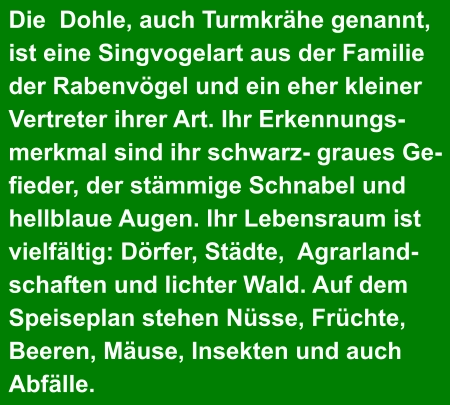 Die  Dohle, auch Turmkrähe genannt,  ist eine Singvogelart aus der Familie  der Rabenvögel und ein eher kleiner  Vertreter ihrer Art. Ihr Erkennungs- merkmal sind ihr schwarz- graues Ge- fieder, der stämmige Schnabel und  hellblaue Augen. Ihr Lebensraum ist  vielfältig: Dörfer, Städte,  Agrarland- schaften und lichter Wald. Auf dem  Speiseplan stehen Nüsse, Früchte,  Beeren, Mäuse, Insekten und auch  Abfälle.