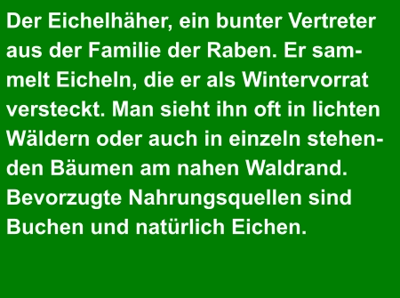 Der Eichelhäher, ein bunter Vertreter  aus der Familie der Raben. Er sam- melt Eicheln, die er als Wintervorrat  versteckt. Man sieht ihn oft in lichten  Wäldern oder auch in einzeln stehen- den Bäumen am nahen Waldrand. Bevorzugte Nahrungsquellen sind  Buchen und natürlich Eichen.