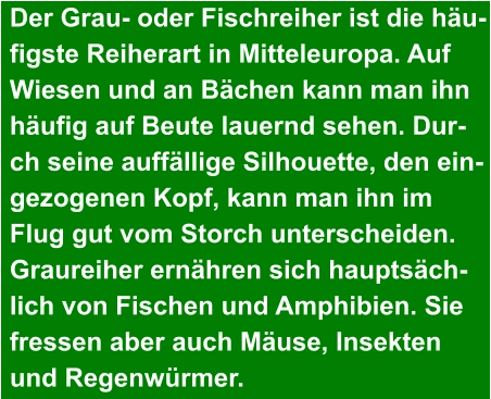 Der Grau- oder Fischreiher ist die häu- figste Reiherart in Mitteleuropa. Auf  Wiesen und an Bächen kann man ihn  häufig auf Beute lauernd sehen. Dur- ch seine auffällige Silhouette, den ein- gezogenen Kopf, kann man ihn im  Flug gut vom Storch unterscheiden.  Graureiher ernähren sich hauptsäch- lich von Fischen und Amphibien. Sie  fressen aber auch Mäuse, Insekten  und Regenwürmer.