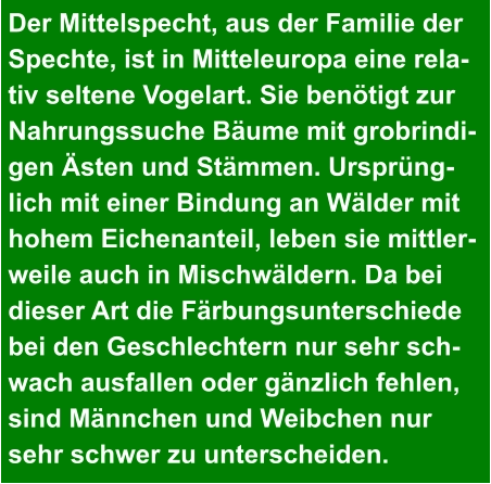 Der Mittelspecht, aus der Familie der  Spechte, ist in Mitteleuropa eine rela- tiv seltene Vogelart. Sie benötigt zur  Nahrungssuche Bäume mit grobrindi- gen Ästen und Stämmen. Ursprüng- lich mit einer Bindung an Wälder mit  hohem Eichenanteil, leben sie mittler- weile auch in Mischwäldern. Da bei  dieser Art die Färbungsunterschiede  bei den Geschlechtern nur sehr sch- wach ausfallen oder gänzlich fehlen,  sind Männchen und Weibchen nur  sehr schwer zu unterscheiden.