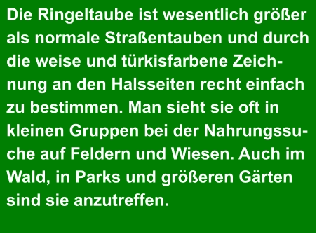 Die Ringeltaube ist wesentlich größer  als normale Straßentauben und durch  die weise und türkisfarbene Zeich- nung an den Halsseiten recht einfach  zu bestimmen. Man sieht sie oft in  kleinen Gruppen bei der Nahrungssu- che auf Feldern und Wiesen. Auch im  Wald, in Parks und größeren Gärten  sind sie anzutreffen.