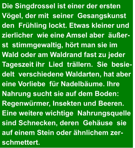 Die Singdrossel ist einer der ersten  Vögel, der mit  seiner  Gesangskunst   den  Frühling lockt. Etwas kleiner und  zierlicher  wie eine Amsel aber  äußer- st  stimmgewaltig, hört man sie im  Wald oder am Waldrand fast zu jeder  Tageszeit ihr  Lied  trällern.  Sie  besie- delt  verschiedene Waldarten, hat aber   eine Vorliebe  für Nadelbäume. Ihre  Nahrung sucht sie auf dem Boden:  Regenwürmer, Insekten und Beeren.  Eine weitere wichtige  Nahrungsquelle  sind Schnecken, deren  Gehäuse  sie   auf einem Stein oder ähnlichem zer- schmettert.