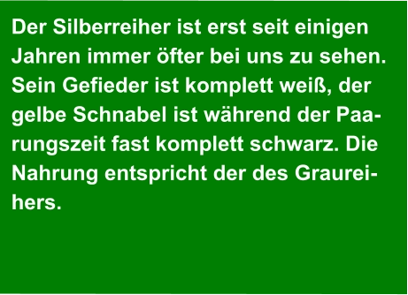 Der Silberreiher ist erst seit einigen  Jahren immer öfter bei uns zu sehen.  Sein Gefieder ist komplett weiß, der  gelbe Schnabel ist während der Paa- rungszeit fast komplett schwarz. Die  Nahrung entspricht der des Graurei- hers.