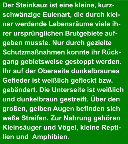 Der Steinkauz ist eine kleine, kurz- schwänzige Eulenart, die durch klei- ner werdende Lebensräume viele ih- rer ursprünglichen Brutgebiete auf- geben musste. Nur durch gezielte  Schutzmaßnahmen konnte ihr Rück- gang gebietsweise gestoppt werden.  Ihr auf der Oberseite dunkelbraunes  Gefieder ist weißlich gefleckt bzw.  gebändert. Die Unterseite ist weißlich  und dunkelbraun gestreift. Über den  großen, gelben Augen befinden sich weße Streifen. Zur Nahrung gehören  Kleinsäuger und Vögel, kleine Repti- lien und  Amphibien.