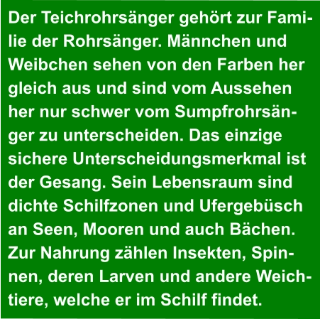 Der Teichrohrsänger gehört zur Fami- lie der Rohrsänger. Männchen und  Weibchen sehen von den Farben her  gleich aus und sind vom Aussehen  her nur schwer vom Sumpfrohrsän- ger zu unterscheiden. Das einzige  sichere Unterscheidungsmerkmal ist  der Gesang. Sein Lebensraum sind  dichte Schilfzonen und Ufergebüsch  an Seen, Mooren und auch Bächen.  Zur Nahrung zählen Insekten, Spin- nen, deren Larven und andere Weich- tiere, welche er im Schilf findet.