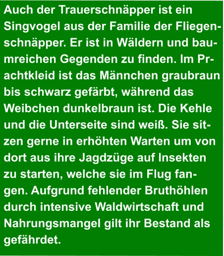 Auch der Trauerschnäpper ist ein  Singvogel aus der Familie der Fliegen- schnäpper. Er ist in Wäldern und bau- mreichen Gegenden zu finden. Im Pr- achtkleid ist das Männchen graubraun  bis schwarz gefärbt, während das  Weibchen dunkelbraun ist. Die Kehle  und die Unterseite sind weiß. Sie sit- zen gerne in erhöhten Warten um von  dort aus ihre Jagdzüge auf Insekten  zu starten, welche sie im Flug fan- gen. Aufgrund fehlender Bruthöhlen  durch intensive Waldwirtschaft und  Nahrungsmangel gilt ihr Bestand als  gefährdet.