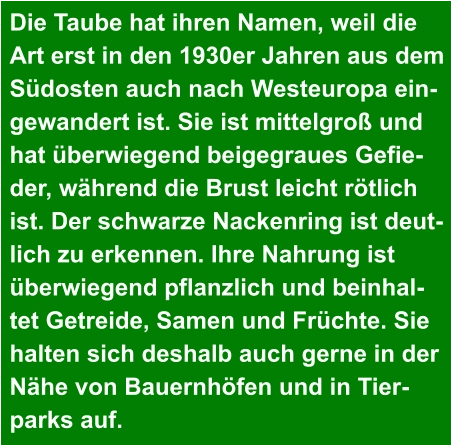 Die Taube hat ihren Namen, weil die  Art erst in den 1930er Jahren aus dem  Südosten auch nach Westeuropa ein- gewandert ist. Sie ist mittelgroß und  hat überwiegend beigegraues Gefie- der, während die Brust leicht rötlich  ist. Der schwarze Nackenring ist deut- lich zu erkennen. Ihre Nahrung ist  überwiegend pflanzlich und beinhal- tet Getreide, Samen und Früchte. Sie  halten sich deshalb auch gerne in der  Nähe von Bauernhöfen und in Tier- parks auf.