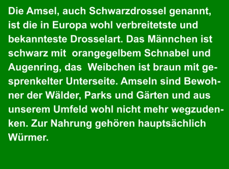 Die Amsel, auch Schwarzdrossel genannt,  ist die in Europa wohl verbreitetste und  bekannteste Drosselart. Das Männchen ist  schwarz mit  orangegelbem Schnabel und  Augenring, das  Weibchen ist braun mit ge- sprenkelter Unterseite. Amseln sind Bewoh- ner der Wälder, Parks und Gärten und aus  unserem Umfeld wohl nicht mehr wegzuden- ken. Zur Nahrung gehören hauptsächlich  Würmer.