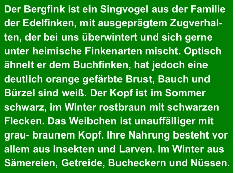 Der Bergfink ist ein Singvogel aus der Familie der Edelfinken, mit ausgeprägtem Zugverhal- ten, der bei uns überwintert und sich gerne  unter heimische Finkenarten mischt. Optisch  ähnelt er dem Buchfinken, hat jedoch eine  deutlich orange gefärbte Brust, Bauch und  Bürzel sind weiß. Der Kopf ist im Sommer  schwarz, im Winter rostbraun mit schwarzen  Flecken. Das Weibchen ist unauffälliger mit  grau- braunem Kopf. Ihre Nahrung besteht vor  allem aus Insekten und Larven. Im Winter aus  Sämereien, Getreide, Bucheckern und Nüssen.