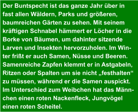 Der Buntspecht ist das ganze Jahr über in  fast allen Wäldern, Parks und größeren,  baumreichen Gärten zu sehen. Mit seinem  kräftigen Schnabel hämmert er Löcher in die  Borke von Bäumen, um dahinter sitzende  Larven und Insekten hervorzuholen. Im Win- ter frißt er auch Samen, Nüsse und Beeren.  Samenreiche Zapfen klemmt er in Astgabeln,  Ritzen oder Spalten um sie nicht „festhalten“  zu müssen, während er die Samen auspickt.  Im Unterschied zum Weibchen hat das Männ- chen einen roten Nackenfleck, Jungvögel  einen roten Scheitel.