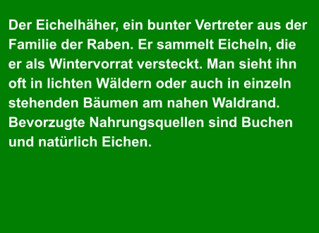 Der Eichelhäher, ein bunter Vertreter aus der  Familie der Raben. Er sammelt Eicheln, die  er als Wintervorrat versteckt. Man sieht ihn  oft in lichten Wäldern oder auch in einzeln stehenden Bäumen am nahen Waldrand. Bevorzugte Nahrungsquellen sind Buchen  und natürlich Eichen.