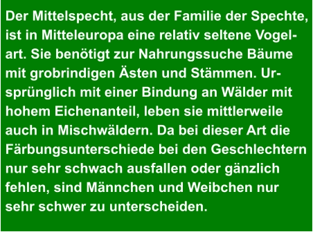 Der Mittelspecht, aus der Familie der Spechte, ist in Mitteleuropa eine relativ seltene Vogel- art. Sie benötigt zur Nahrungssuche Bäume  mit grobrindigen Ästen und Stämmen. Ur- sprünglich mit einer Bindung an Wälder mit  hohem Eichenanteil, leben sie mittlerweile  auch in Mischwäldern. Da bei dieser Art die  Färbungsunterschiede bei den Geschlechtern  nur sehr schwach ausfallen oder gänzlich  fehlen, sind Männchen und Weibchen nur  sehr schwer zu unterscheiden.