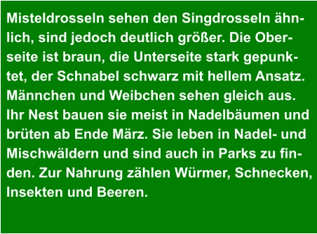 Misteldrosseln sehen den Singdrosseln ähn- lich, sind jedoch deutlich größer. Die Ober- seite ist braun, die Unterseite stark gepunk- tet, der Schnabel schwarz mit hellem Ansatz.  Männchen und Weibchen sehen gleich aus.  Ihr Nest bauen sie meist in Nadelbäumen und  brüten ab Ende März. Sie leben in Nadel- und  Mischwäldern und sind auch in Parks zu fin- den. Zur Nahrung zählen Würmer, Schnecken,  Insekten und Beeren.