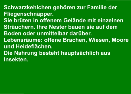 Schwarzkehlchen gehören zur Familie der  Fliegenschnäpper. Sie brüten in offenem Gelände mit einzelnen  Sträuchern. Ihre Nester bauen sie auf dem  Boden oder unmittelbar darüber. Lebensräume: offene Brachen, Wiesen, Moore  und Heideflächen.  Die Nahrung besteht hauptsächlich aus  Insekten.