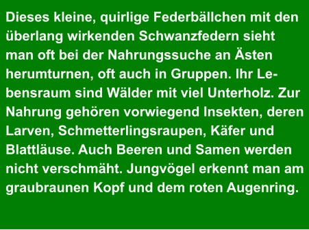 Dieses kleine, quirlige Federbällchen mit den  überlang wirkenden Schwanzfedern sieht  man oft bei der Nahrungssuche an Ästen  herumturnen, oft auch in Gruppen. Ihr Le- bensraum sind Wälder mit viel Unterholz. Zur  Nahrung gehören vorwiegend Insekten, deren  Larven, Schmetterlingsraupen, Käfer und  Blattläuse. Auch Beeren und Samen werden  nicht verschmäht. Jungvögel erkennt man am  graubraunen Kopf und dem roten Augenring.